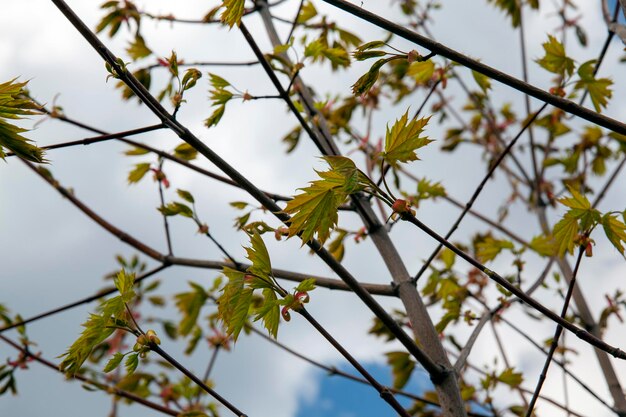 Nuove giovani foglie di aceri in primavera