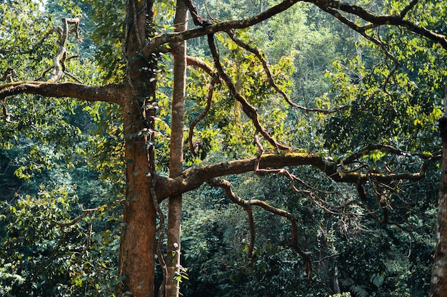 Nuovi alberi verdi nelle mattine estive e fiori