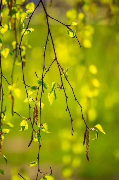 Nuovi baranche di betulla verde con foglie e anelli in primavera, sfondo stagionale naturale