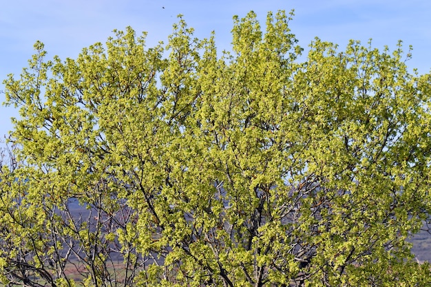Nuovi fiori e foglie dell'acero di Montpellier Acer monspessulanum