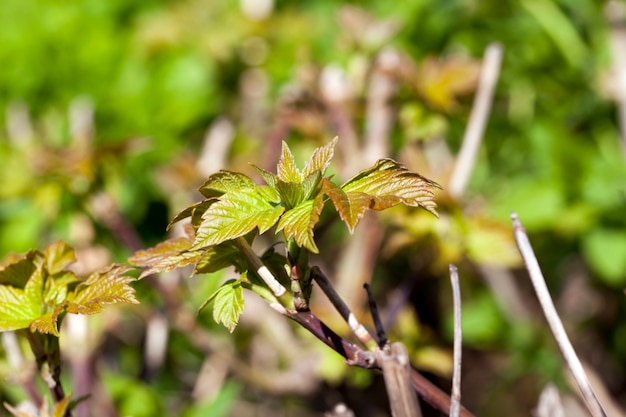 Nuovi germogli germogliati e foglie di arbusti durante il riscaldamento primaverile