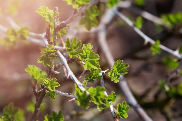 Nuovi germogli verdi freschi sui rami del ribes in primavera nel fondo del giardino dell'azienda agricola di marzo o aprile con lo spazio della copia in formato orizzontale. Foto di una natura rigogliosa e fiorente