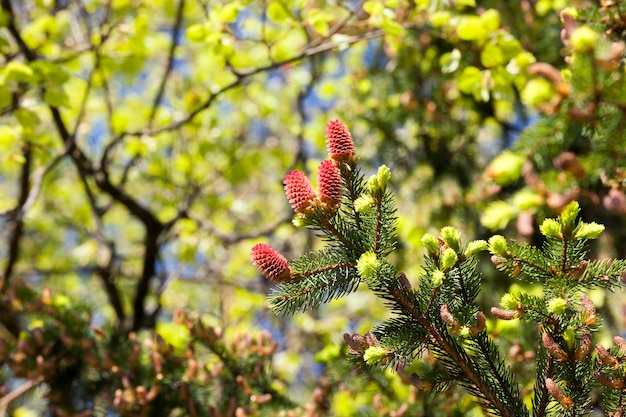 Nuovo bello rosso dei coni abete rosso durante il tempo primaverile, primo piano della cima di un albero