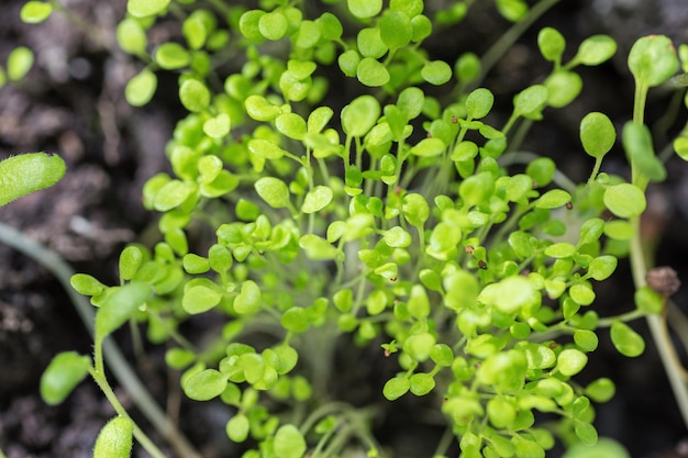 Nuovo inizio germogli di primavera