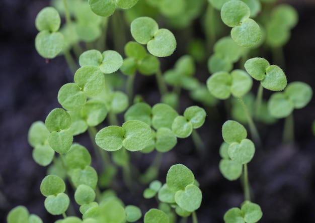 Nuovo inizio germogli di primavera