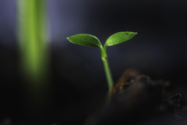 Nuovo seme di erba verde