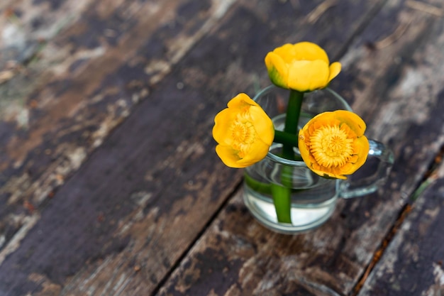 Nuphar Lutea Pianta acquatica perenne con bouquet di giglio giallo