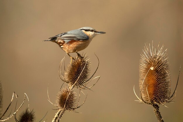 Nuthatch eurasiatico alla luce del tardo pomeriggio in una foresta di querce in una fredda giornata invernale