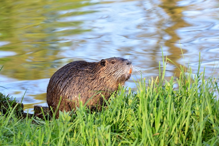 Foto nutria con i capelli bagnati accanto allo stagno