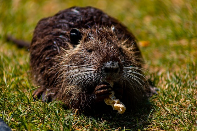 Nutria nello zoo tiene il cibo con le zampe e lo rosicchia