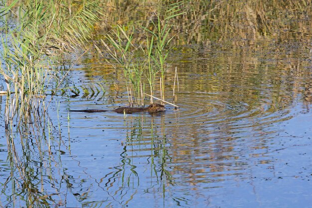 Nutria nuota tra le canne