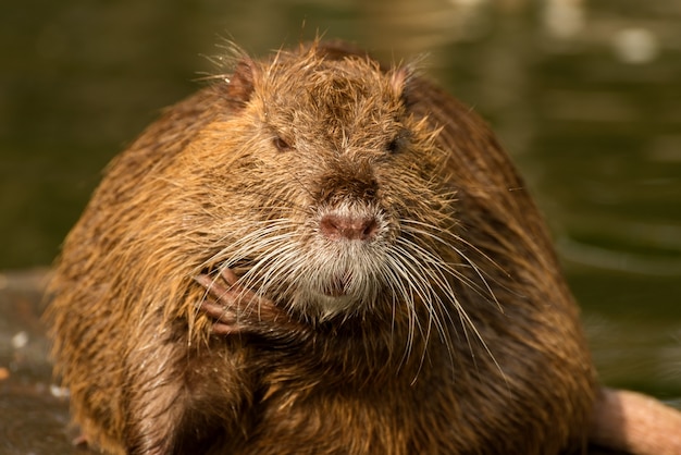 Nutria o nutria grande ratto di fiume da vicino