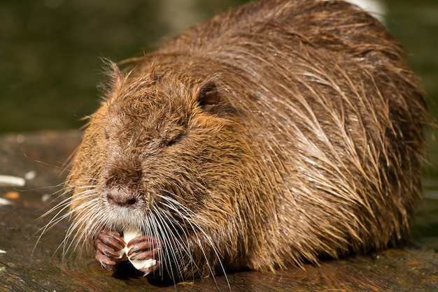 Nutria o nutria grande ratto di fiume da vicino