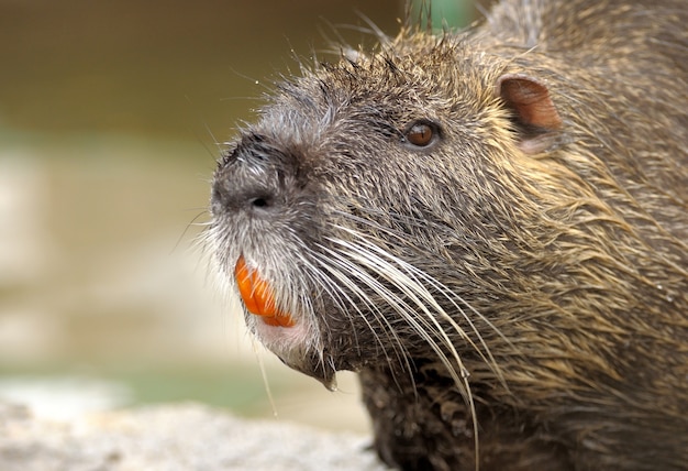 Nutria.