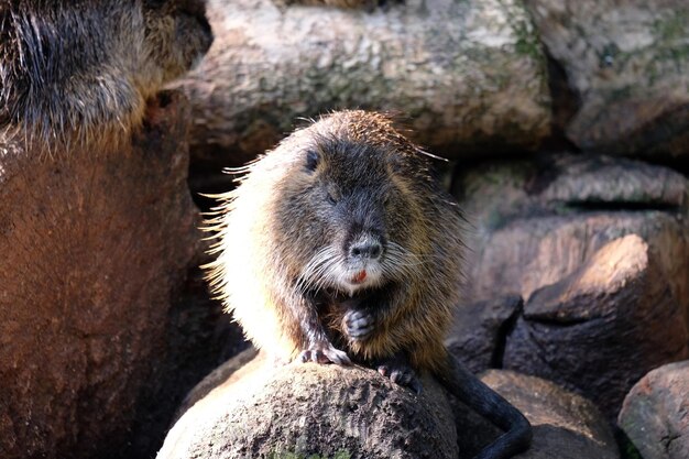 Nutrie acquatiche