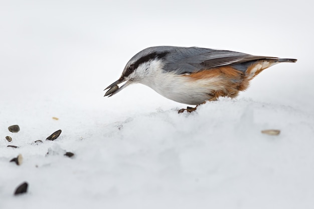 Nutrire gli uccelli affamati in inverno. Sitta europaea