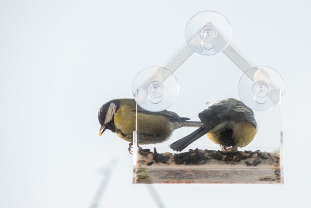 Nutrire gli uccelli in inverno