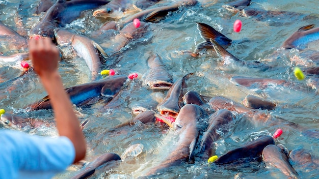 Nutrire i pesci con cibo per palline di mais nel fiume