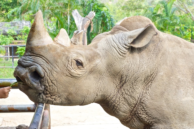 Nutrire il rinoceronte in uno zoo a mano