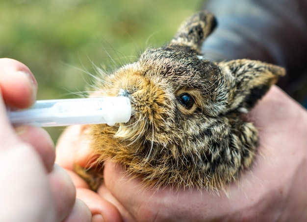 Nutrire la lepre selvatica grigia a casa con la siringa con il primo piano del latte