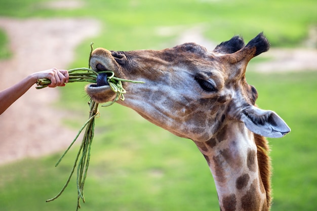 Nutrire una giraffa allo zoo.