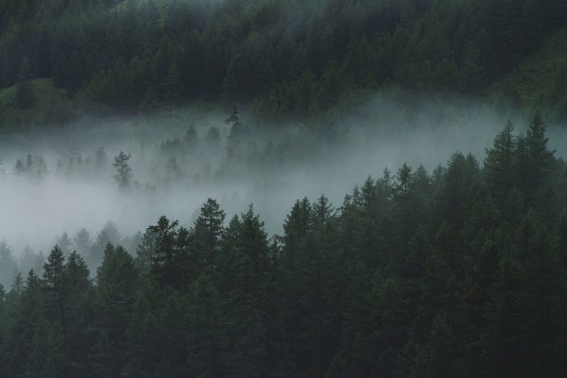 Nuvola bassa nella foresta scura alpina. Paesaggio atmosferico atmosferico della montagna in boschi nebbiosi. Vista da sopra a nebbiose colline forestali. Nebbia densa tra le conifere in altopiani. Hipster, toni vintage.