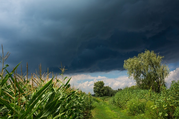 Nuvola di pioggia nera nel cielo sopra un campo verde. Paesaggio di pura natura. Giornate estive piovose