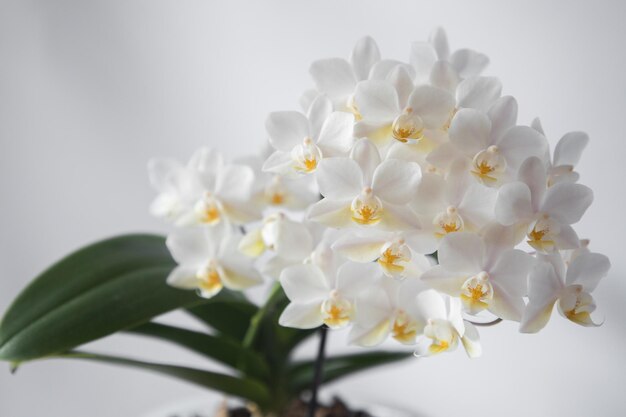 Nuvola molle di fioritura dell'orchidea phalaenopsis