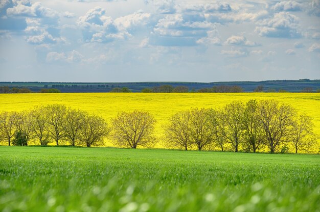 Nuvole al cielo azzurro sopra i campi agricoli