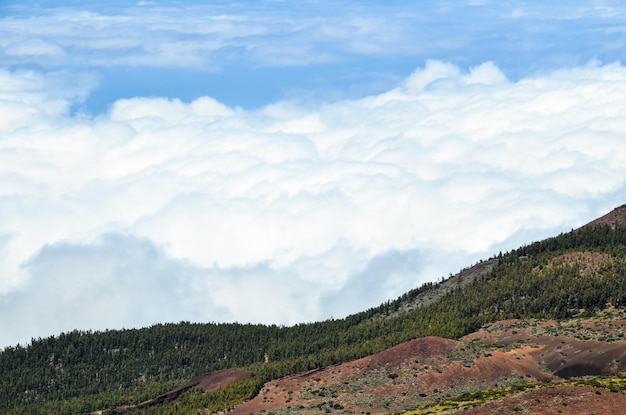 Nuvole alte sulla foresta di alberi di pigne nell'isola di Tenerife