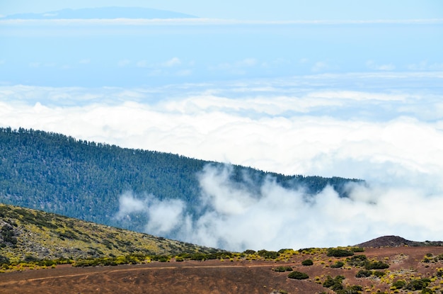 Nuvole alte sulla foresta di alberi di pigne nell'isola di Tenerife