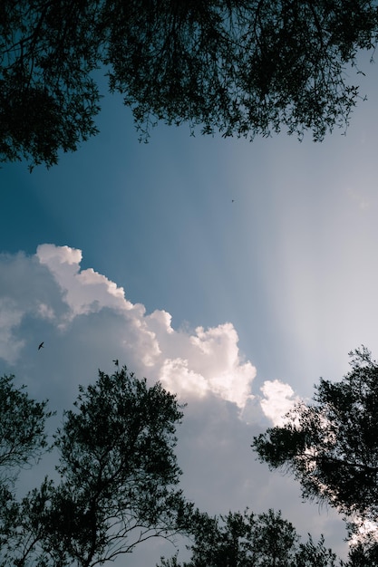 Nuvole bianche contro un cielo blu attraverso le corone verdi degli alberi vista dal basso