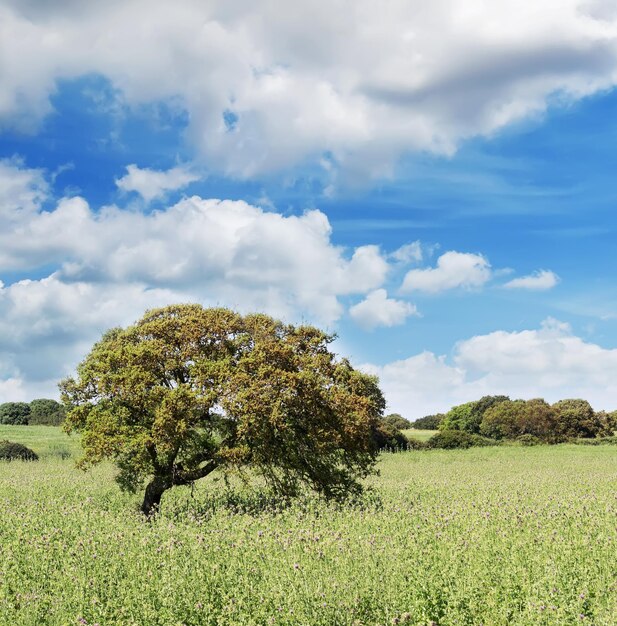 Nuvole bianche e albero verde