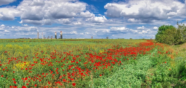 Nuvole bianche nel cielo blu sopra il campo di papaveri in una soleggiata giornata primaverile