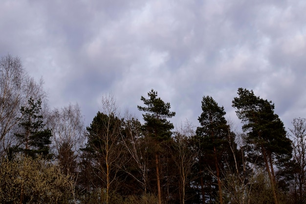 Nuvole blu e rosa nel cielo della sera