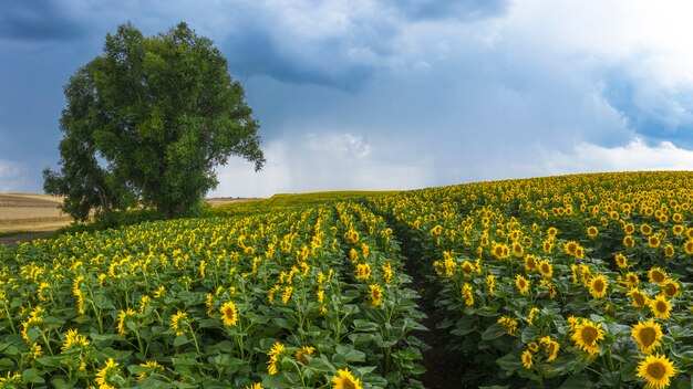 Nuvole temporalesche su un campo di girasoli in fiore.