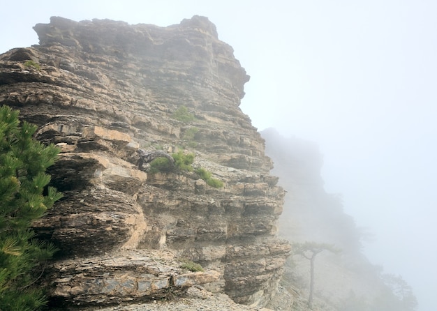 Nuvoloso Aj-Petri Mountain View e alberi di pino sul pendio (Crimea, Ucraina)