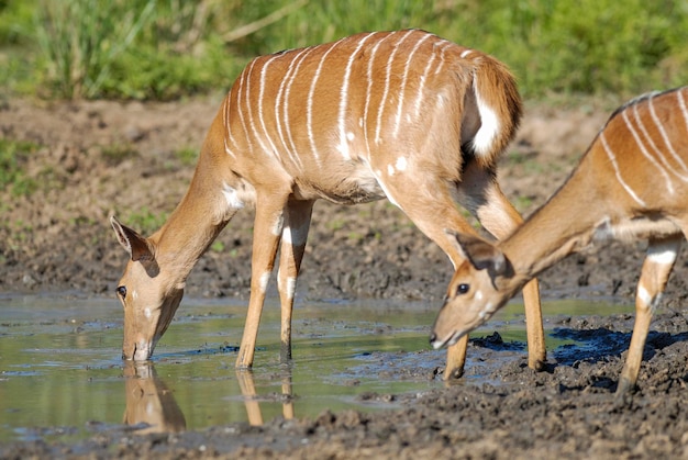 Nyala nell'ambiente della savana africana Sud Africa