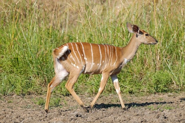 Nyala nell'ambiente della savana africana Sud Africa