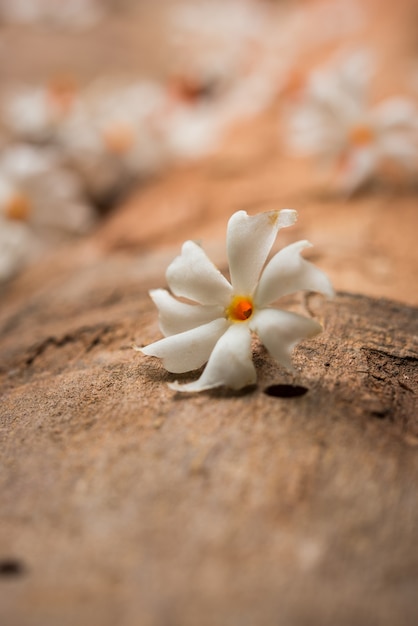 Nyctanthes arbor-tristis o Parijat o prajakt fiore che si trova tipicamente in India, Asia