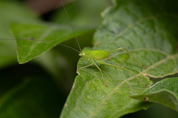 Foto nymph della foglia di katydid
