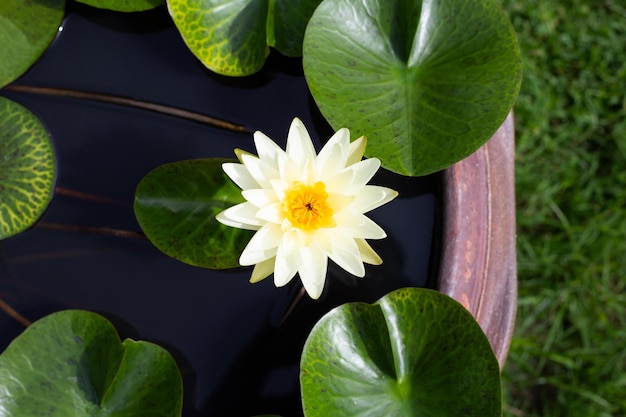 Nymphaea fiore di loto con foglie Bella ninfea gialla in fiore