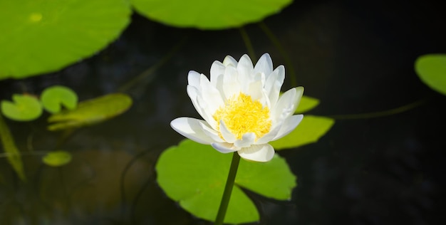 Nymphaea fiore di loto con foglie Bella ninfea in fiore