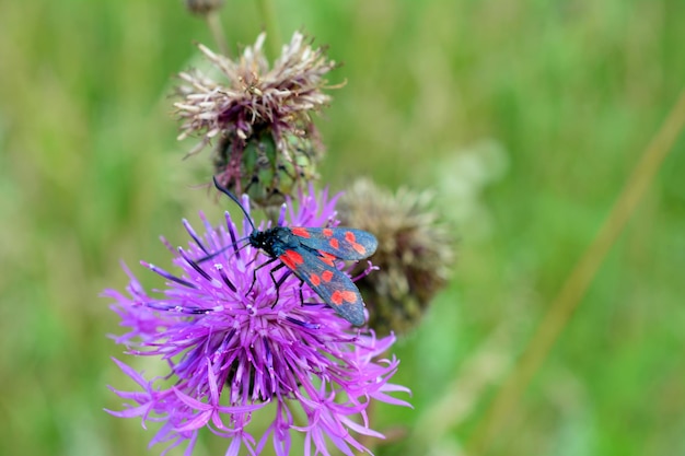 nymphalidae o farfalla ammiraglio che raccoglie il nettare dal cardo, primo piano