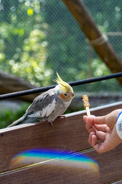 Nymphicus hollandicus giovane donna che dà cibo a un uccello grani bloccato su un bastone di legno e l'uccello ha nutrito il Messico