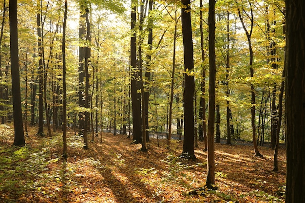 Oaks in un bosco autunnale illuminato dal sole del mattino