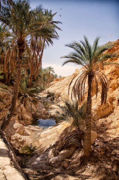 Oasi di Chebika del paesaggio nel deserto del Sahara, palme sopra il lago