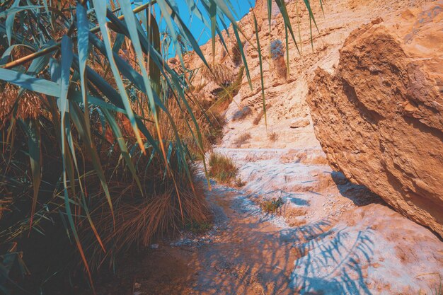 Oasi nel deserto. Alberi di bambù contro il monte di arenaria, riserva naturale di Ein Gedi. Israele