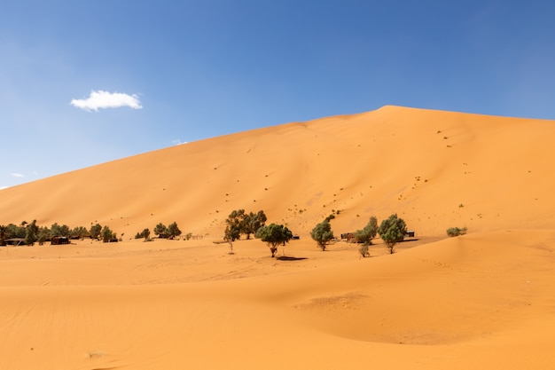 Oasi nel deserto del Sahara, dune di Erg Shebbi