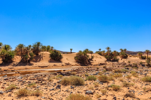 Oasi nel deserto del Sahara